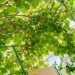 Garden Вела-Лука